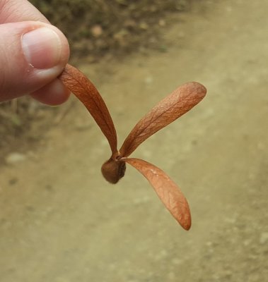 Mary holding propeller seed pod