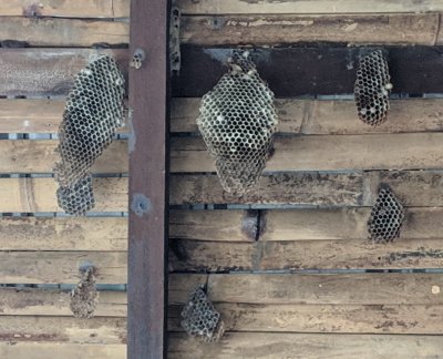 Wasp nests at observation deck