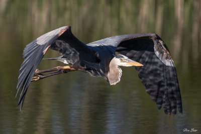 great_blue_heron