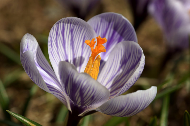 DSC08492 - Tiger Crocus