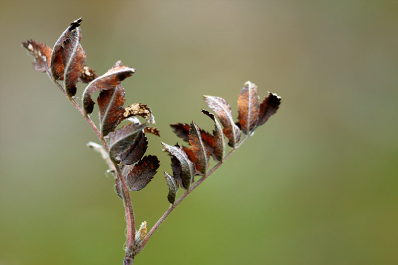 DSC09471 - Dying Leaves