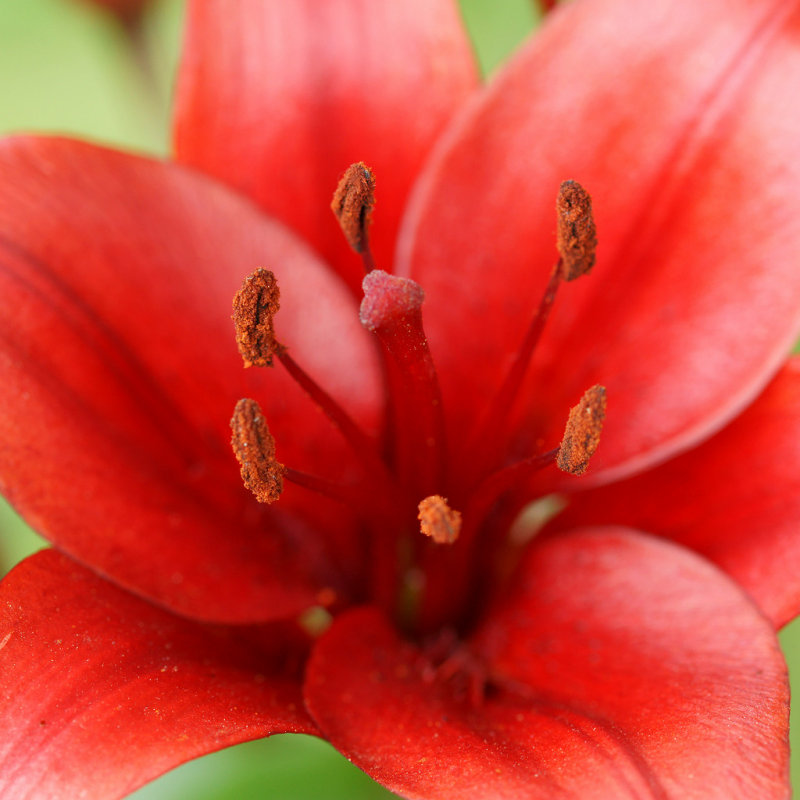 DSC00320 - Red Lily