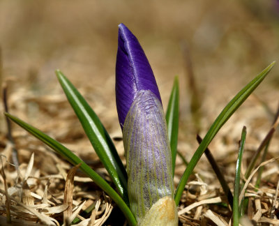 DSC08474 - Purple Crocus