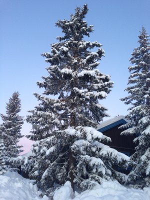 The trees were covered in snow
