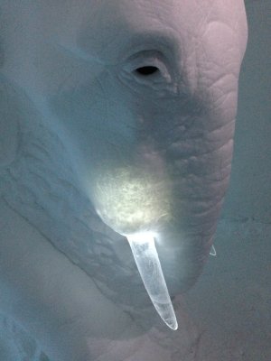 Love the tusks