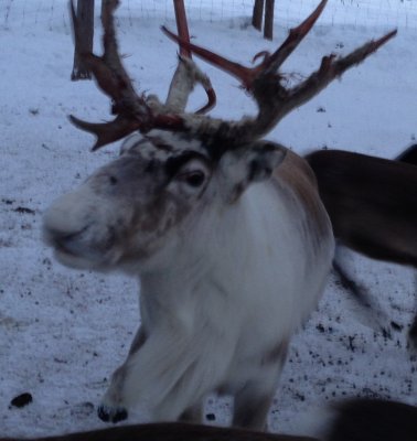 Reindeer female