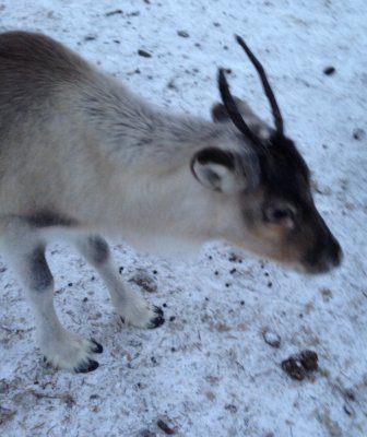 Young reindeer
