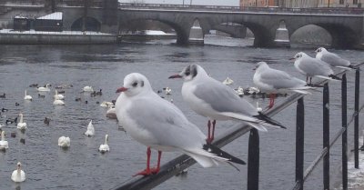 Local gulls hanging out