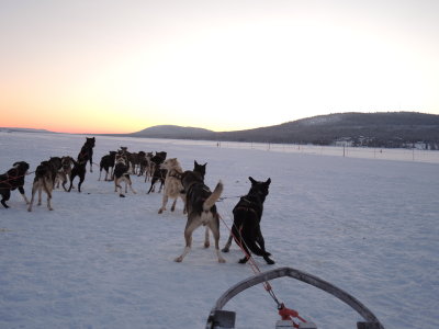 Our sled dog adventure