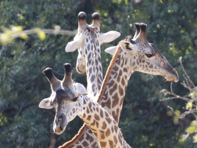 3-headed giraffe