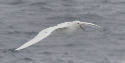 Southern white petrel (white nelly