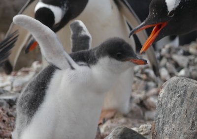 Gentoo baby flapping