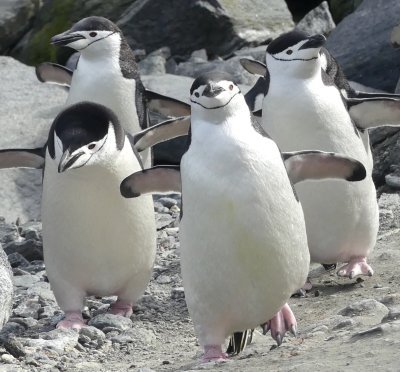 Chinstrap happy feet!