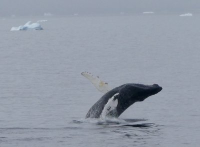 Breaching humpback