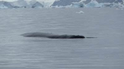 Sleeping humpback whale