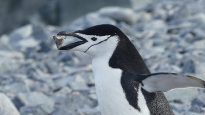 Chinstrap carrying a rock to his nest