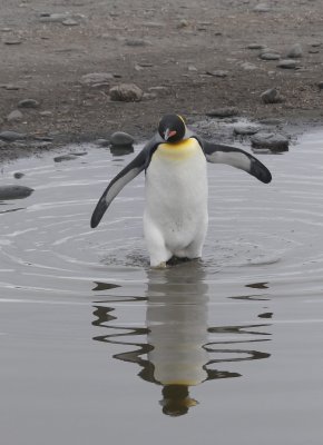 King penguin and reflection