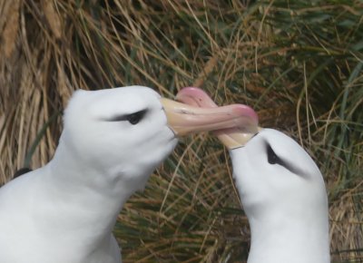 Albatross love