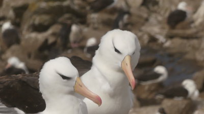 Romance in black-browed albatrosses