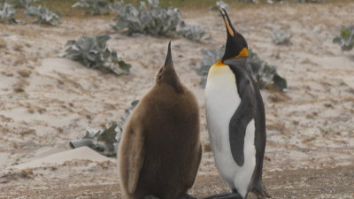 Mom and baby king penguin