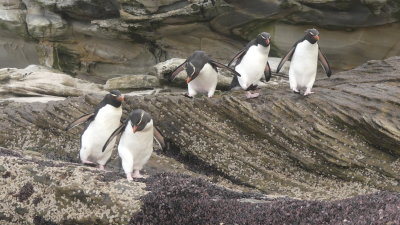 Rockhopper penguins