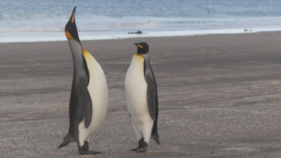 King penguins sing to each other