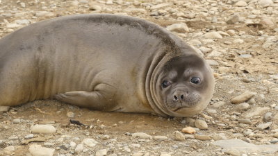 Elephant seal weaned and left by his mom (a weaner)