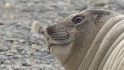 Elephant seal weaner