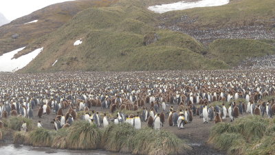 120,000 King penguins!!!