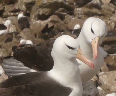 Albatross lovers