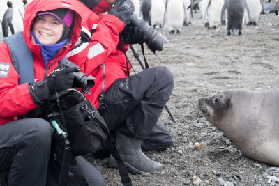 Cyn and elephant seal weaner