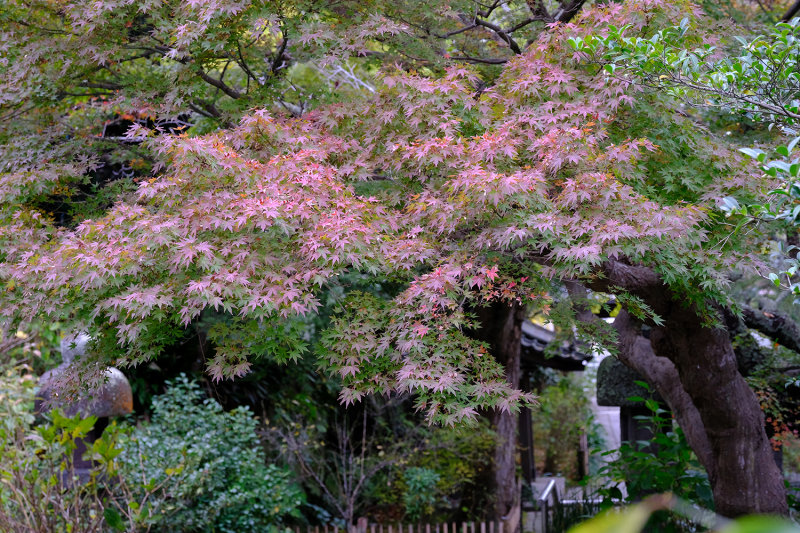 DSCF5103.JPG Ankokuronji.JPG