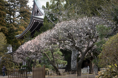 plum_blossom_special