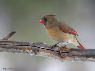 Cardinal rouge femelle Repentigny IMG_5080.jpg