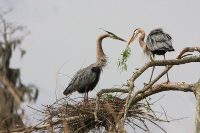 Nest building of the Great Blue Herons