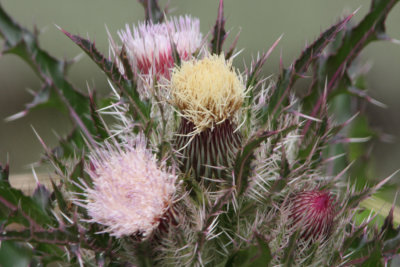 The colors on the Thistle Plant