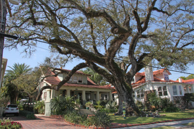 A Live Oak in New Orleans