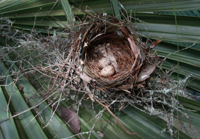 Artistic Beauty of a Cardinal's Nest