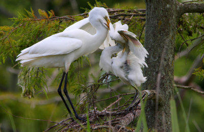 A scramble for lunch