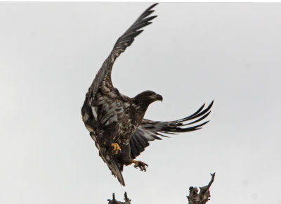 An 11 month old eagle in takeoff.  No white on head yet.