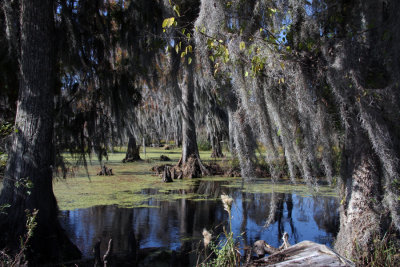 A Louisiana Swamp in Late Autumn