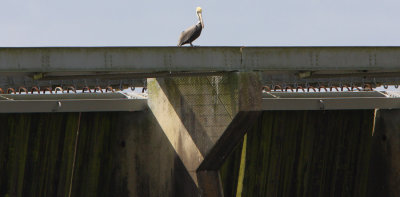Brown Pelican  sits atop the Spillway Structure