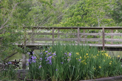 Louisiana Irises