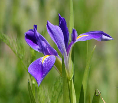 The most common of the Louisiana Irises found in the wild