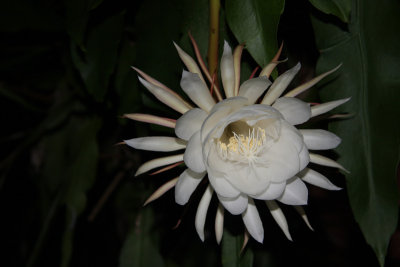 Night Blooming Cereus