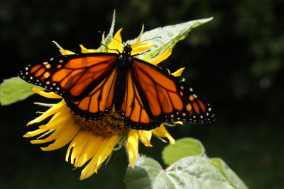 A newly born butterfly's first flower