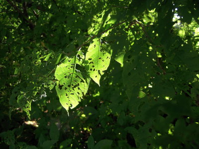 Leaves