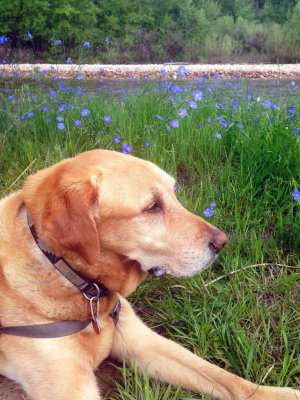 A Nice Spring Morning, Among the Wildflowers, Along the Poudre