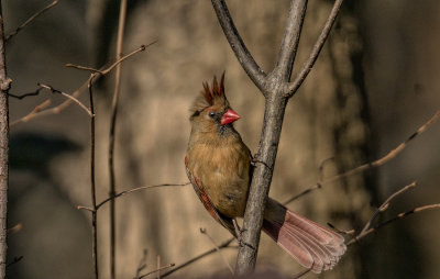 Bad Hair Day