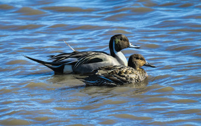 Pintail Ducks